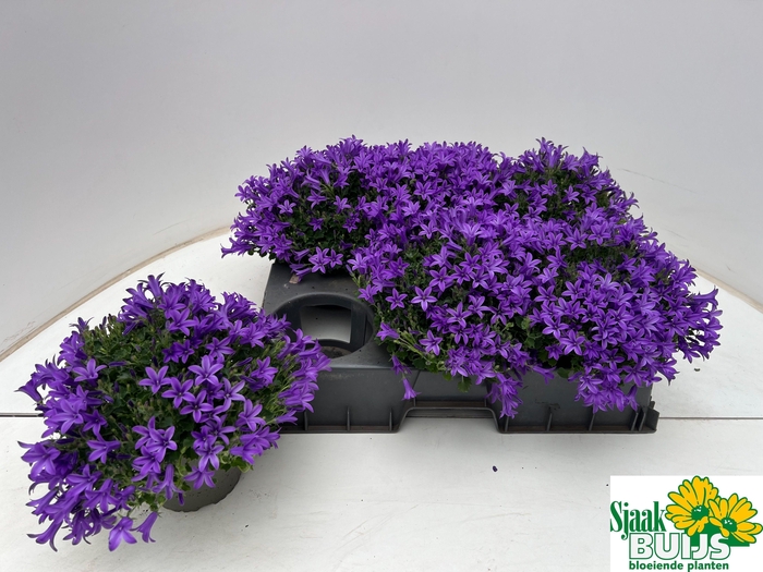 <h4>CAMP POR KRIS</h4>