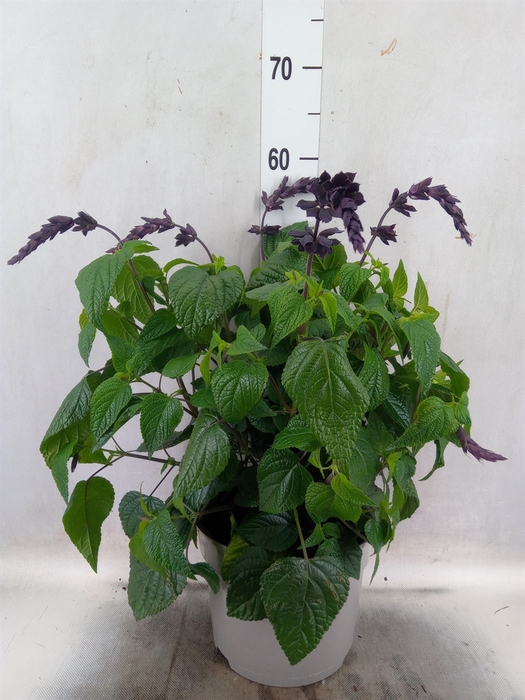 <h4>Salvia  'Black and Bloom'</h4>