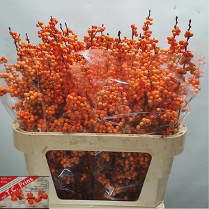 ILEX VE WINTER GOLD
