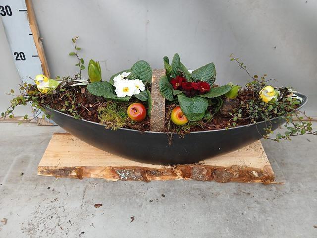 <h4>ARR BOL KNOLGEWAS</h4>