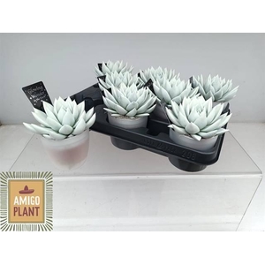 ECHEV PAINTED GLOW IN THE DARK P8.5