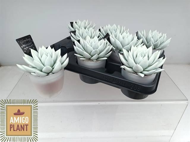 <h4>ECHEV PAINTED GLOW IN THE DARK P8.5</h4>