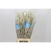Amaranthus Yearming Desert