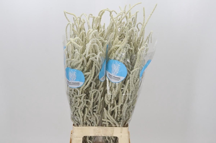 <h4>Amaranthus Yearming Desert</h4>