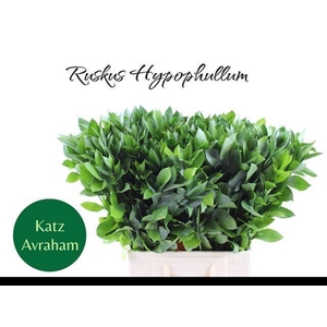 RUSCUS HYPOPHYLLUM