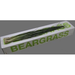 Leaf beargrass Green Ocean