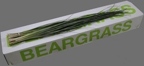 <h4>Leaf beargrass Green Ocean</h4>