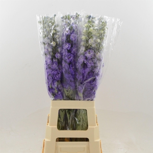 Delphinium DU 'Dev Purple Heart'