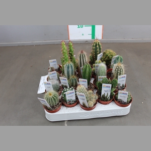 CACTUS GEMENGD