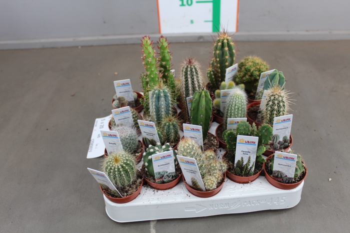 CACTUS GEMENGD