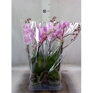 Phalaenopsis multi. 'Beaution'