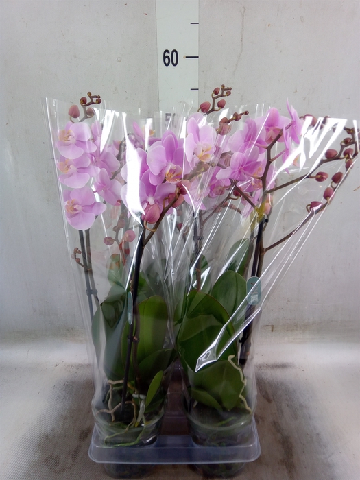 <h4>Phalaenopsis multi. 'Beaution'</h4>