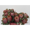 Banksia Coccinea