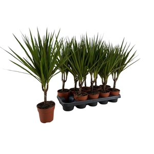 Dracaena marg.