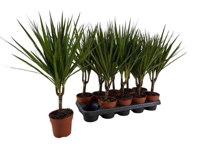 <h4>Dracaena marg.</h4>