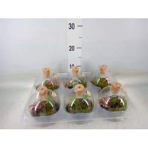 Arr.   Kamerplant Groen H%