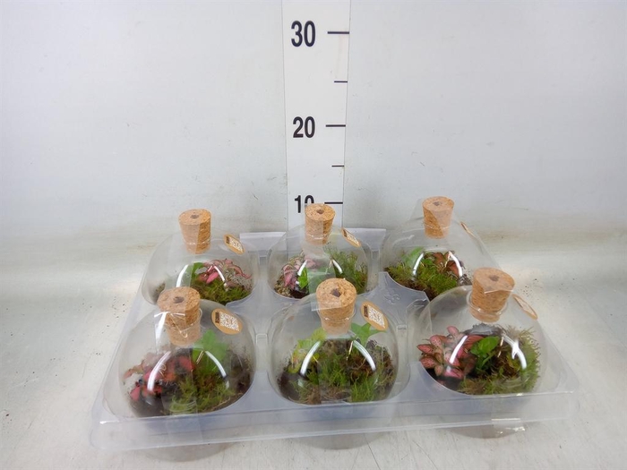 <h4>Arr.   Kamerplant Groen H%</h4>