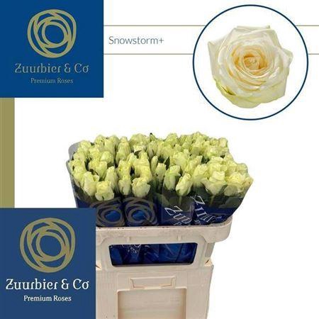 <h4>R Gr Snowstorm+</h4>