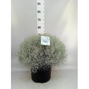 Leucophyta brownii 'Silvercalos'