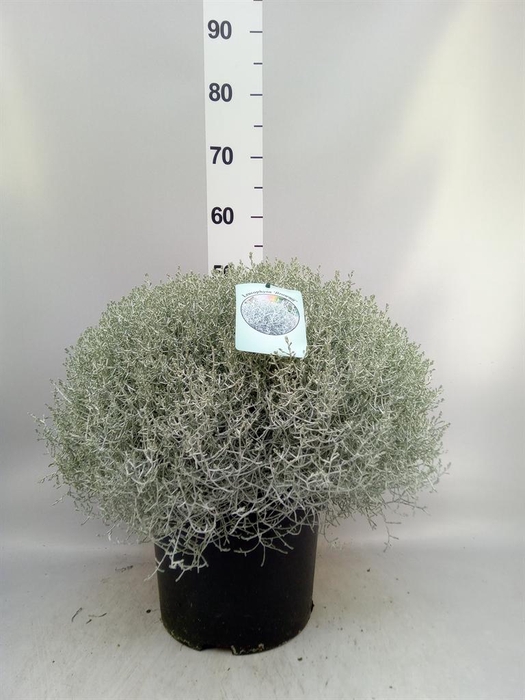 <h4>Leucophyta brownii 'Silvercalos'</h4>
