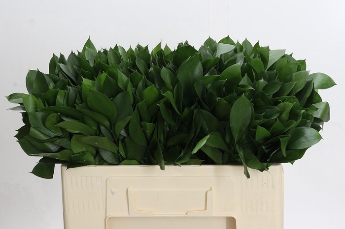 Ruscus Hypophyllum