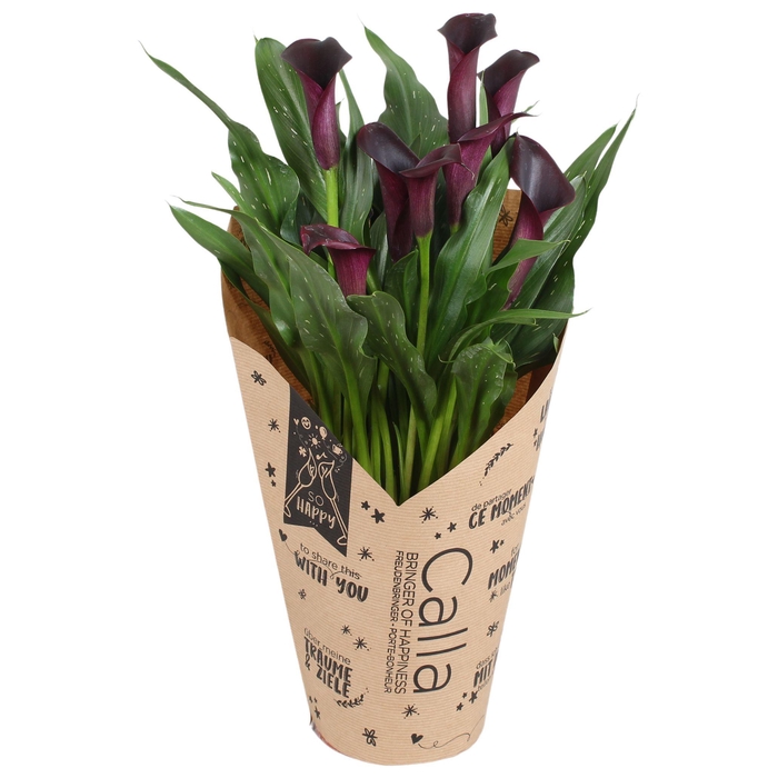<h4>Zantedeschia Bullit Calla donkerpaars in kraft hoes</h4>