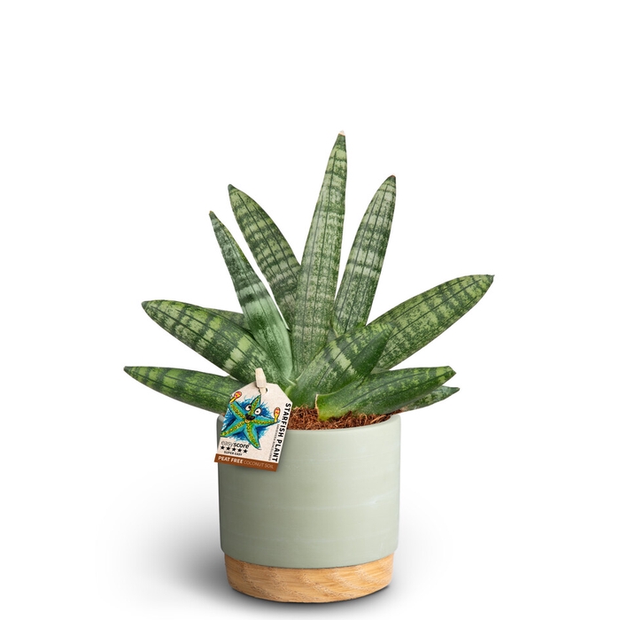 SANSEVIERIA BONCELLENSIS P10