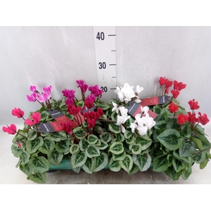 Cyclamen KL 'Picasso'