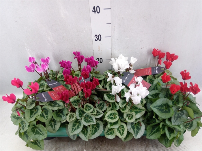 <h4>Cyclamen KL 'Picasso'</h4>