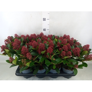 Skimmia jap. 'Rubella'