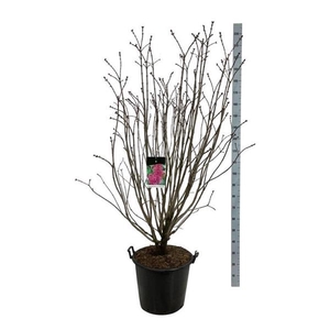 Syringa v. 'And. an Ludwig Späth'