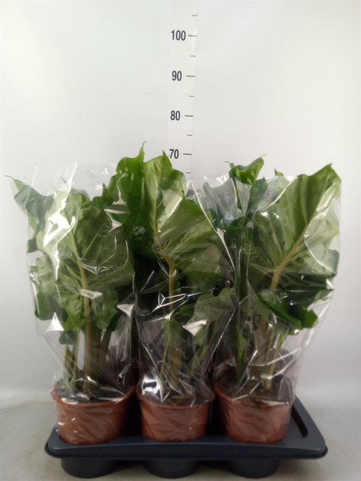 <h4>Alocasia  'Low Rider'</h4>
