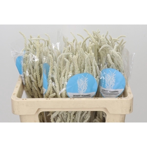 Amaranthus Yearming Desert