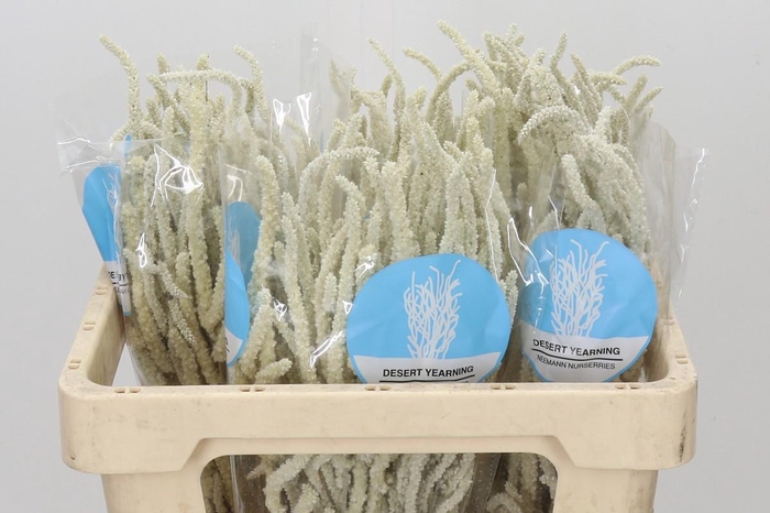 <h4>Amaranthus Yearming Desert</h4>