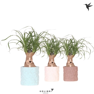 Kolibri Greens Beaucarnea in Star Fish pot mix