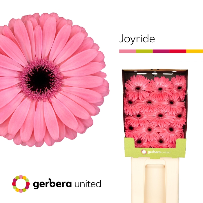 <h4>Gerbera Joyride Diamond</h4>