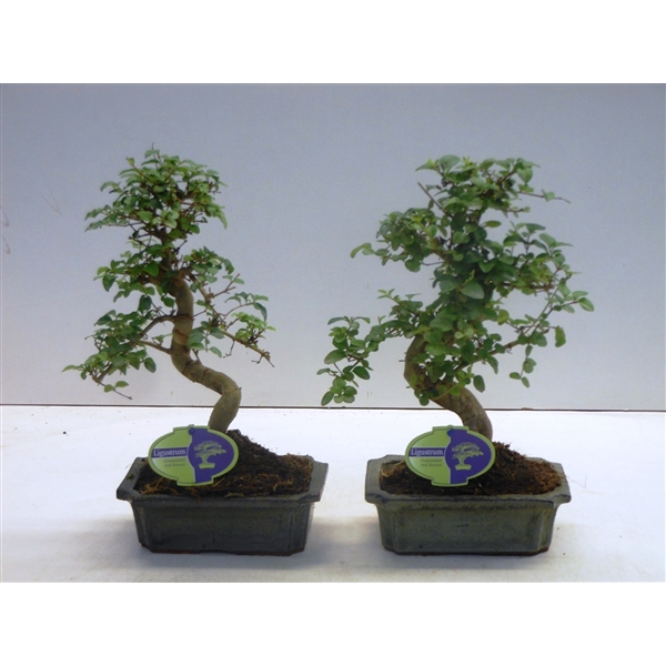 <h4>Ligustrum sinensis, 20cm., shape, without drip tray</h4>