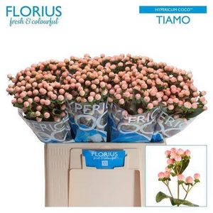 Hyp Coco Tiamo 60cm