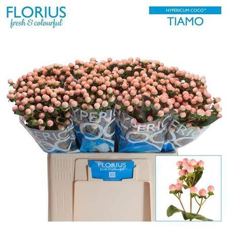 <h4>Hyp Coco Tiamo 60cm</h4>