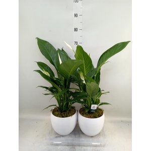 Spathiphyllum  'Bingo Cupido'