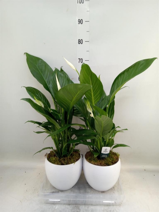 <h4>Spathiphyllum  'Bingo Cupido'</h4>