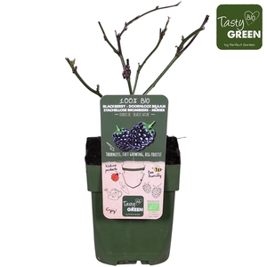 Rubus fruticosus Black Satin Bio P13