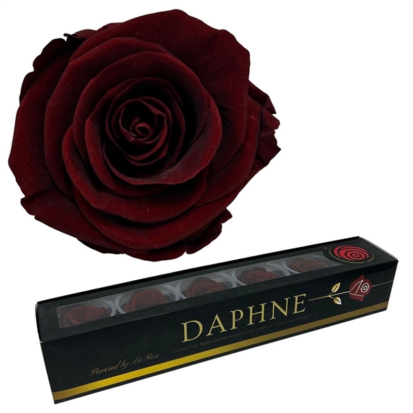 <h4>Preserved Rosa Romance L</h4>