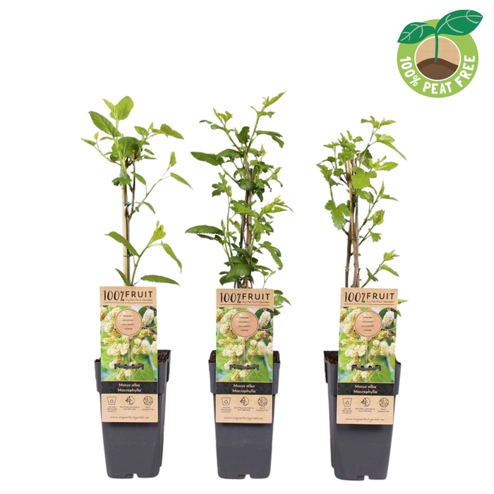 <h4>Morus alba Macrophylla</h4>