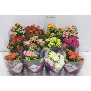 KALANCHOE DOBRADO MINI P09
