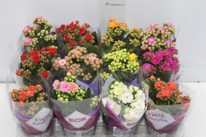 <h4>KALANCHOE DOBRADO MINI P09</h4>