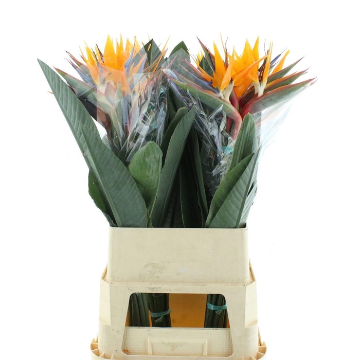 <h4>STREL REGINAE BLOEM</h4>