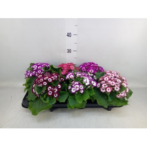 Pericallis cr. 'Venezia'   ...mix