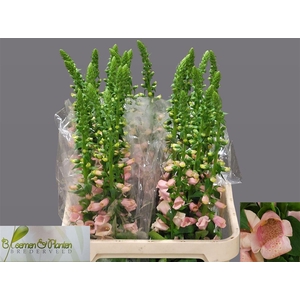Digitalis Purpurea Camelot Cream