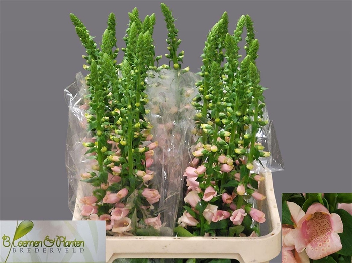 <h4>Digitalis Purpurea Camelot Cream</h4>